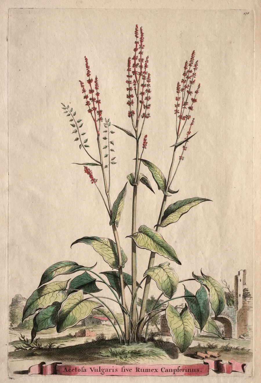 Phytographia Curiosa:  Acetosa Vulgaris sive Rumex Canpferinus by Abraham Munting