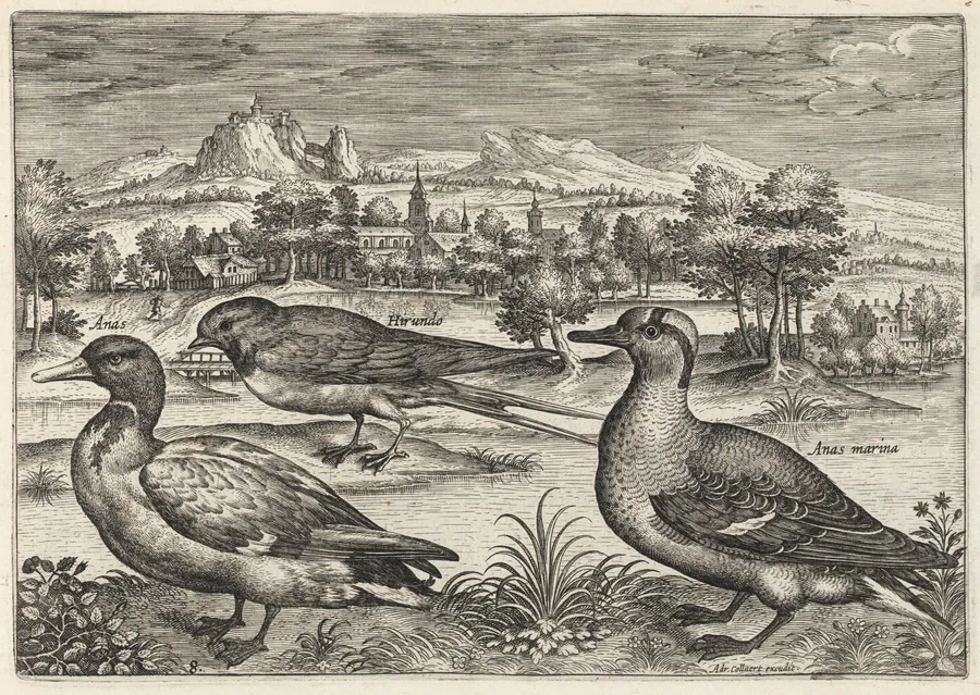 Mallard, Duck, and Swallow by Adriaen Collaert