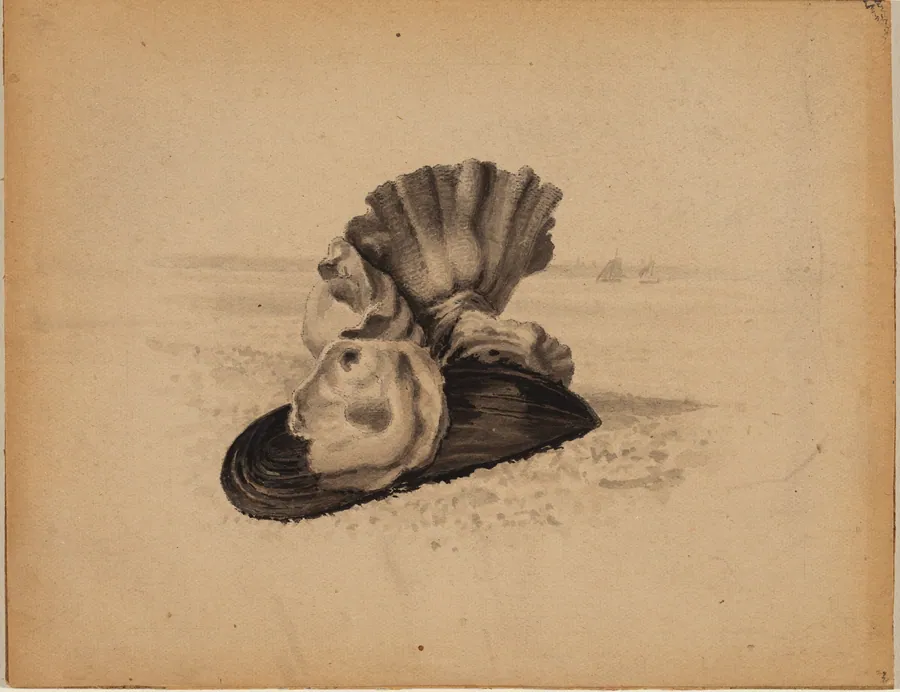 Shells, Watch Hill, Rhode Island by American 19th Century