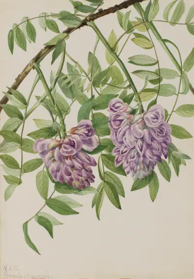 American Wisteria (Kraunhia frutescens)