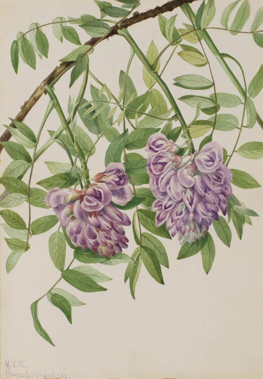 American Wisteria (Kraunhia frutescens) by Mary Vaux Walcott, born Philadelphia, PA 1860-died St. Andrews, New Brunswick, Canada 1940