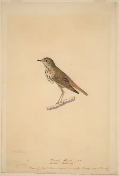 Hermit Thrush