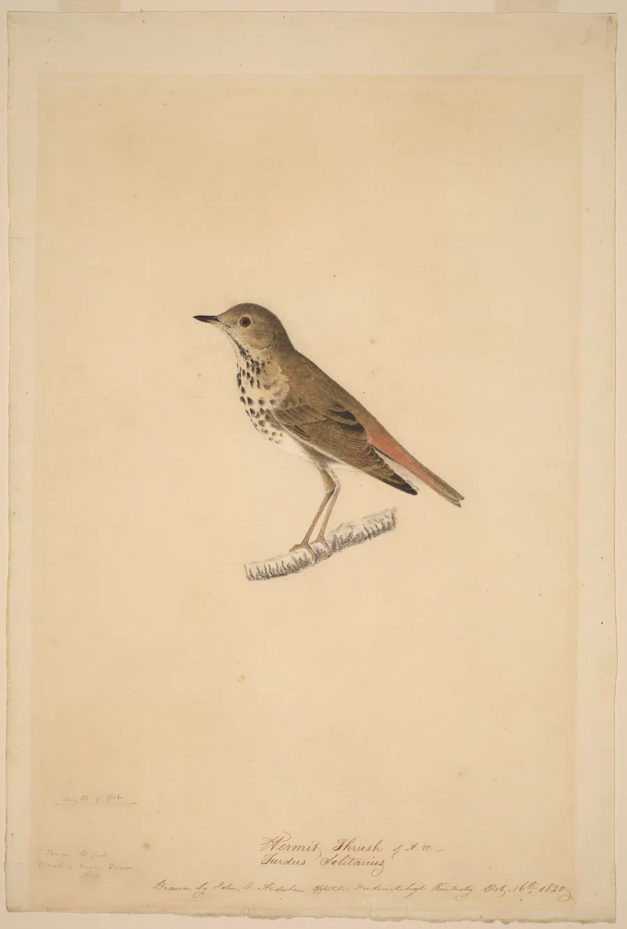 Hermit Thrush by John James Audubon
