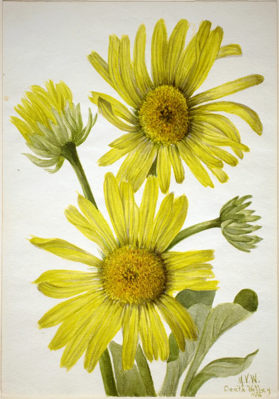 Satinleaf Goldenhead (Enceliopsis covillei) by Mary Vaux Walcott, born Philadelphia, PA 1860-died St. Andrews, New Brunswick, Canada 1940
