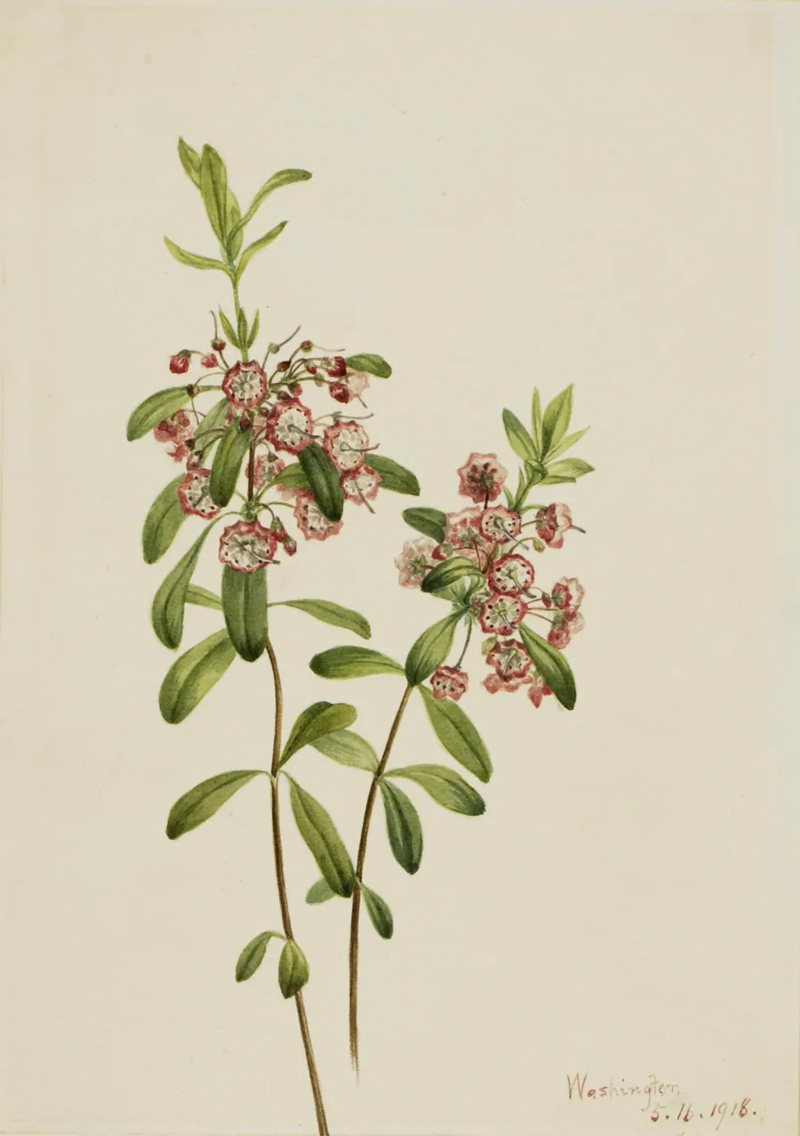 Lambkill (Kalmia angustifolia) by Mary Vaux Walcott, born Philadelphia, PA 1860-died St. Andrews, New Brunswick, Canada 1940