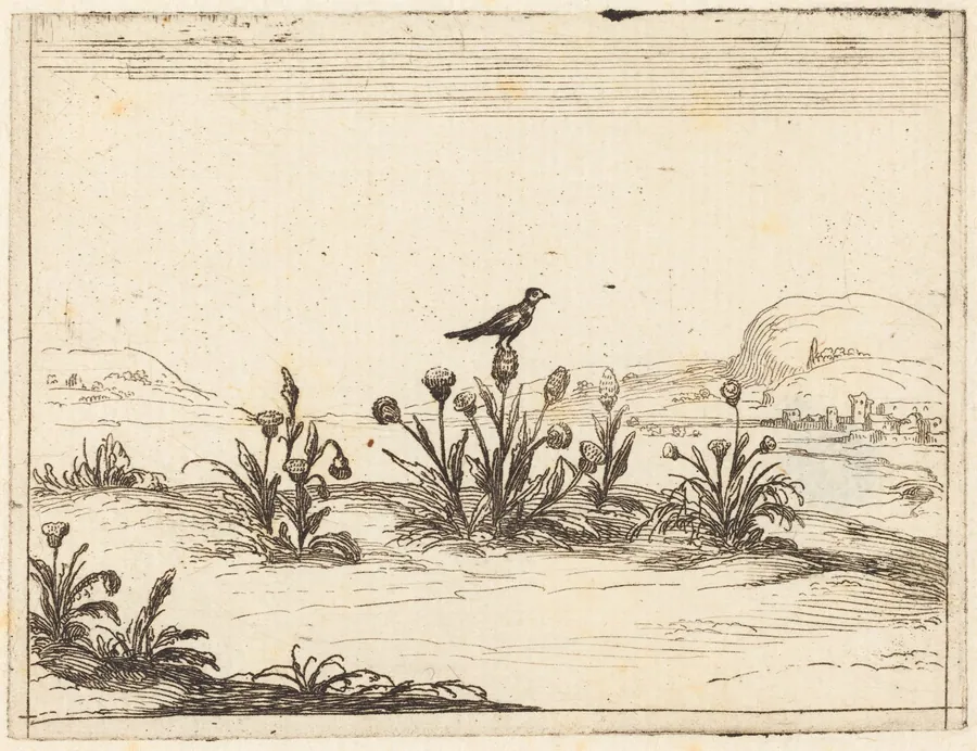 Bird Perched in a Thistle by Jacques Callot