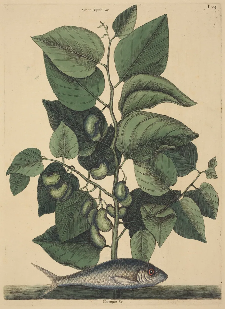 The Pilchard (Argentina carolina) by Mark Catesby