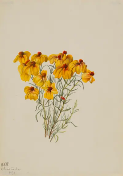 Zinnia (Zinnia grandiflora)