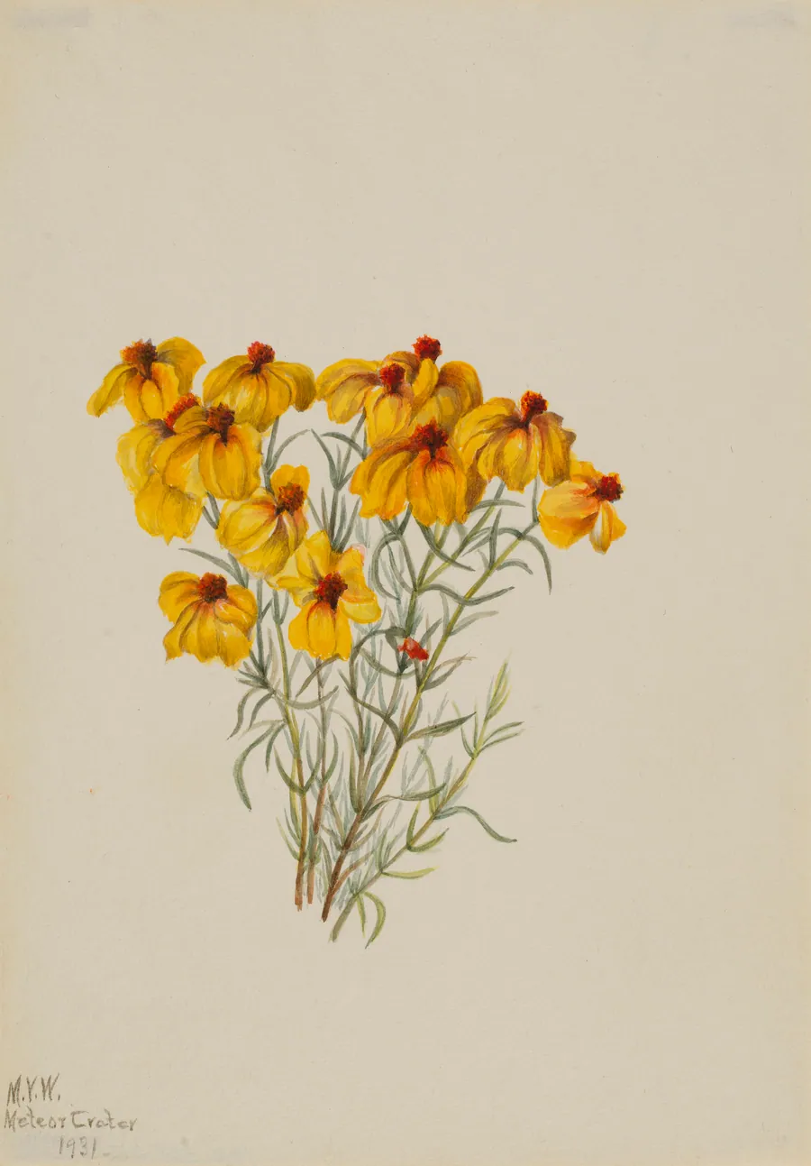 Zinnia (Zinnia grandiflora) by Mary Vaux Walcott, born Philadelphia, PA 1860-died St. Andrews, New Brunswick, Canada 1940