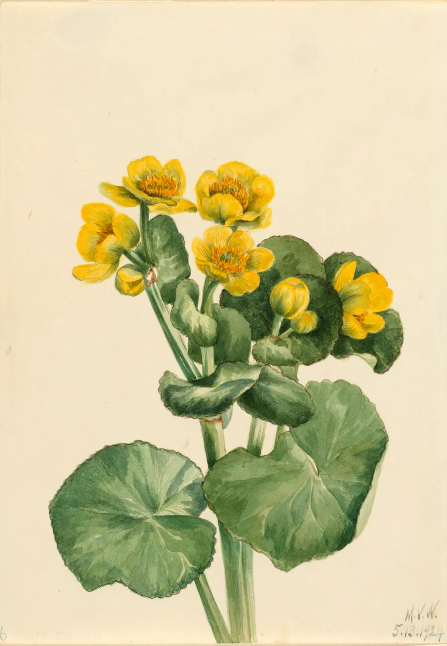 Marsh Marigold (Caltha palustris) by Mary Vaux Walcott, born Philadelphia, PA 1860-died St. Andrews, New Brunswick, Canada 1940