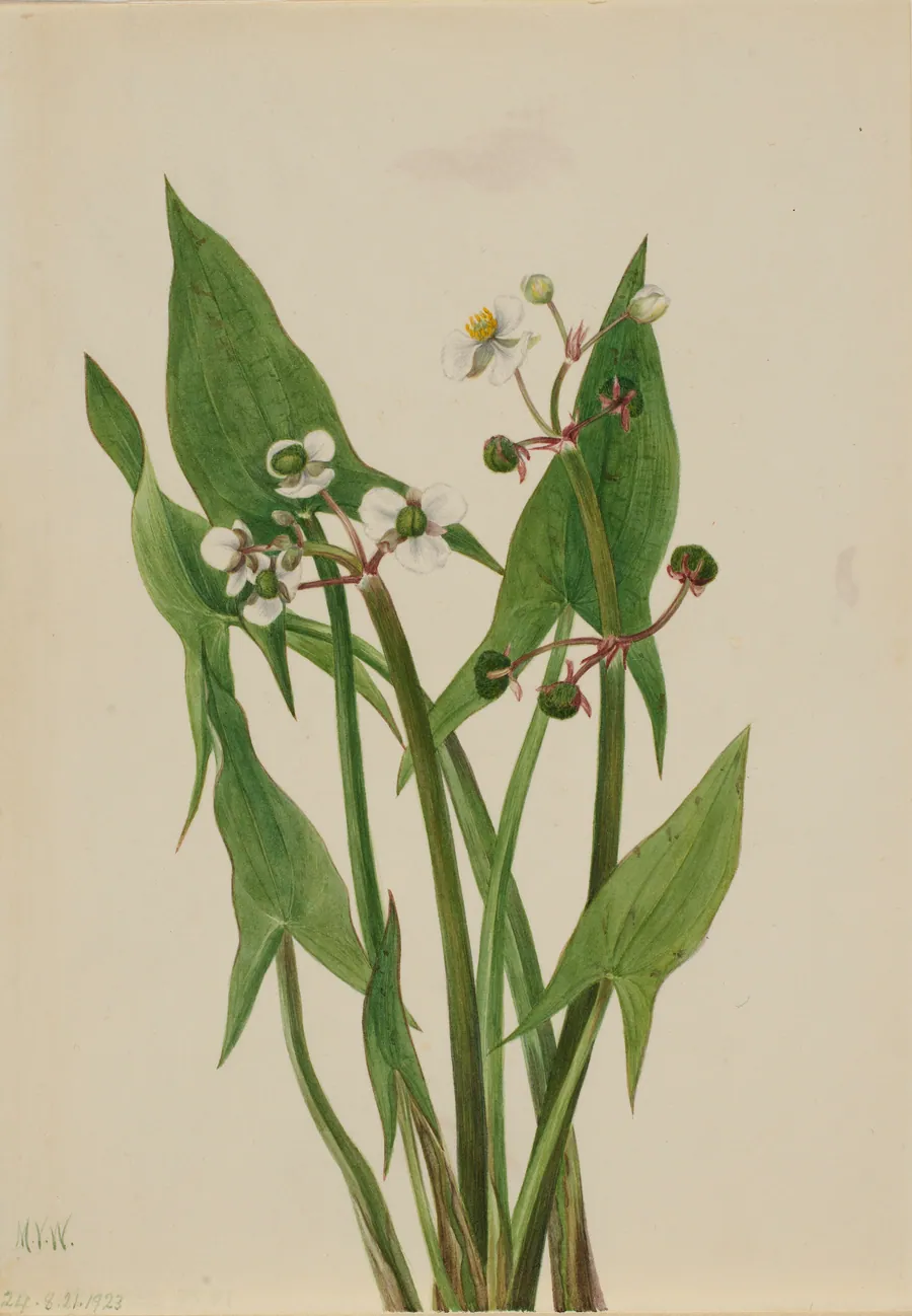 Arum Arrowhead (Sagittaria cuneata) by Mary Vaux Walcott, born Philadelphia, PA 1860-died St. Andrews, New Brunswick, Canada 1940