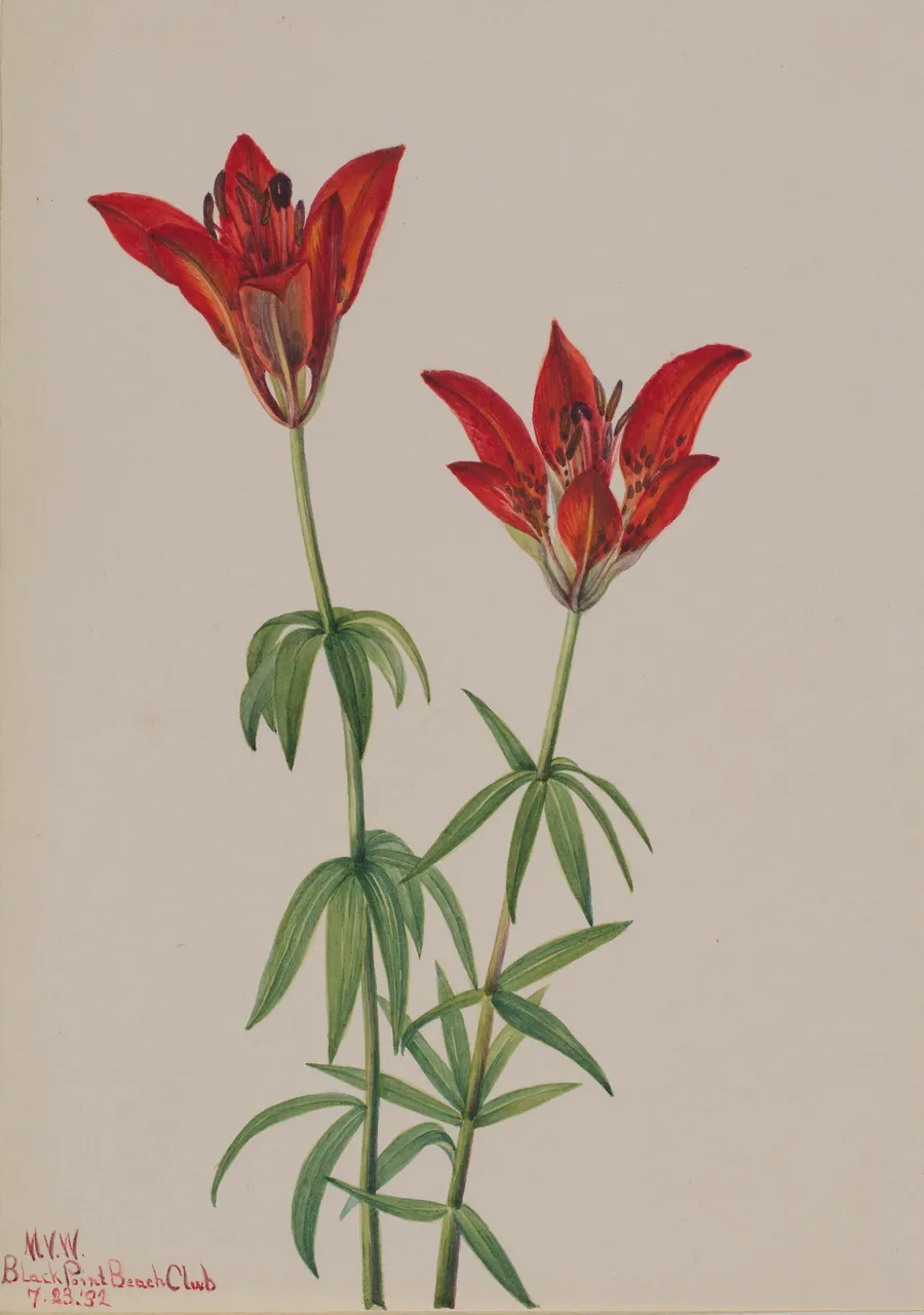 Wood Lily (Lilium philadelphicum) by Mary Vaux Walcott, born Philadelphia, PA 1860-died St. Andrews, New Brunswick, Canada 1940