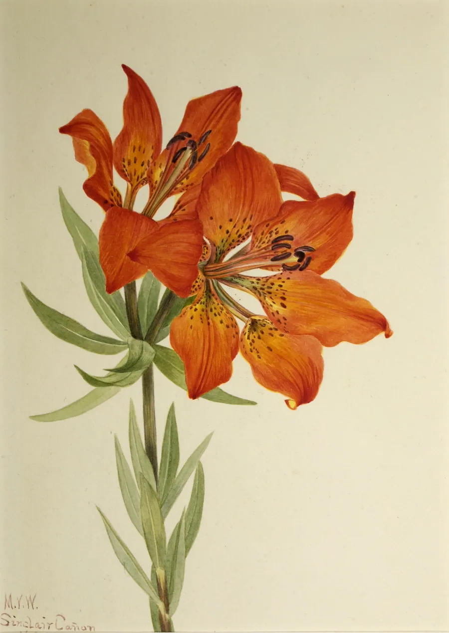 Red Lily (Lilium montanum) by Mary Vaux Walcott, born Philadelphia, PA 1860-died St. Andrews, New Brunswick, Canada 1940