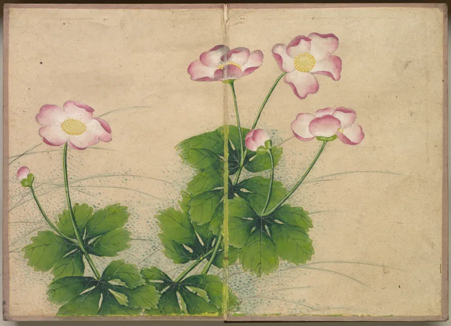 Desk Album: Flower and Bird Paintings (mallow flowers) by Zhang Ruoai