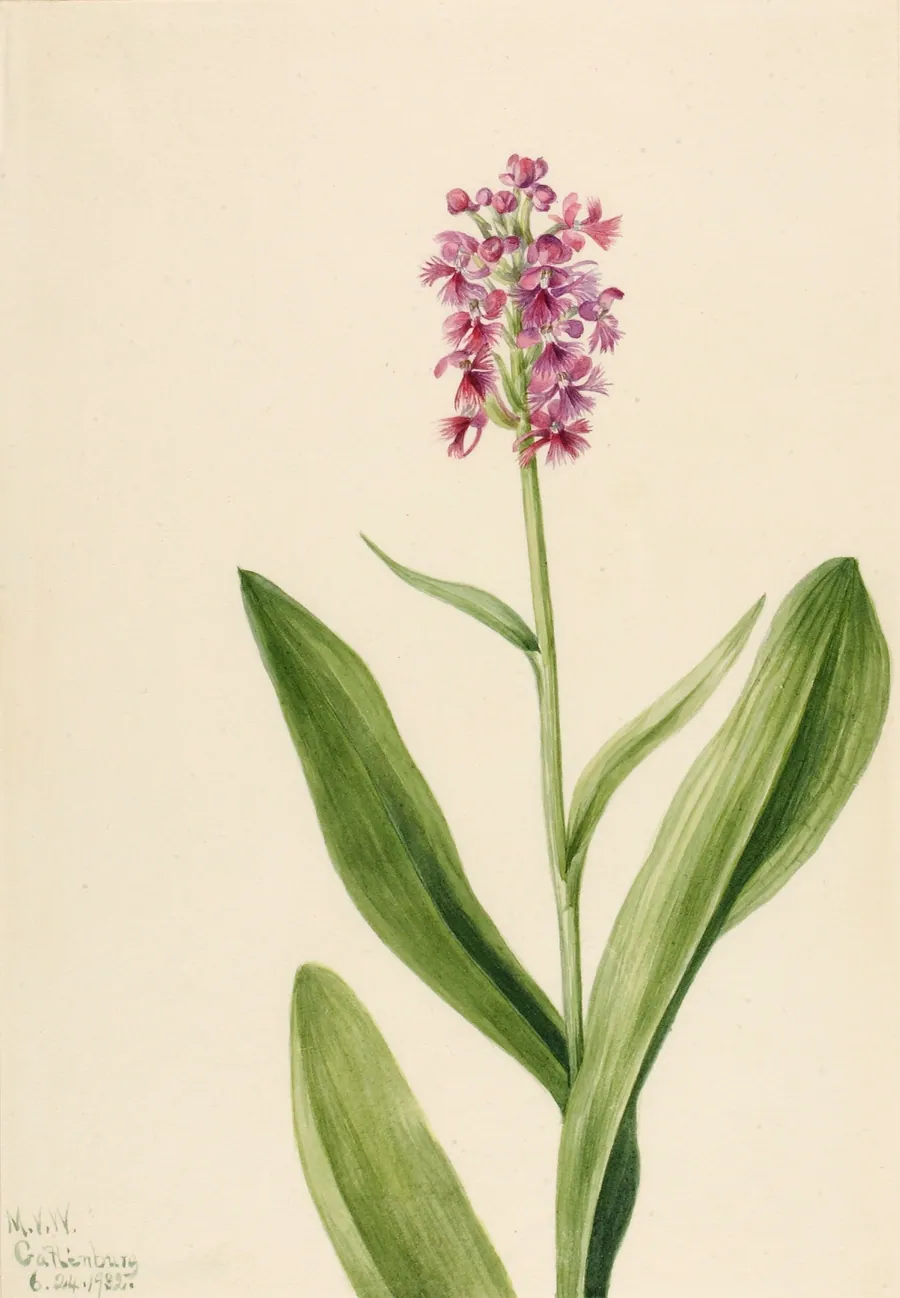 Small Purple Fringe Orchid (Habenaria psychodes) by Mary Vaux Walcott, born Philadelphia, PA 1860-died St. Andrews, New Brunswick, Canada 1940