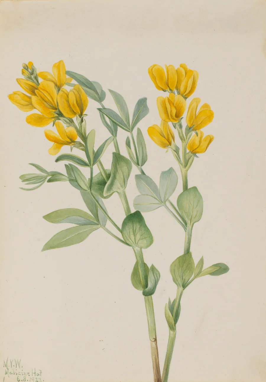 Goldenpea (Thermopsis rhombifolia) by Mary Vaux Walcott, born Philadelphia, PA 1860-died St. Andrews, New Brunswick, Canada 1940