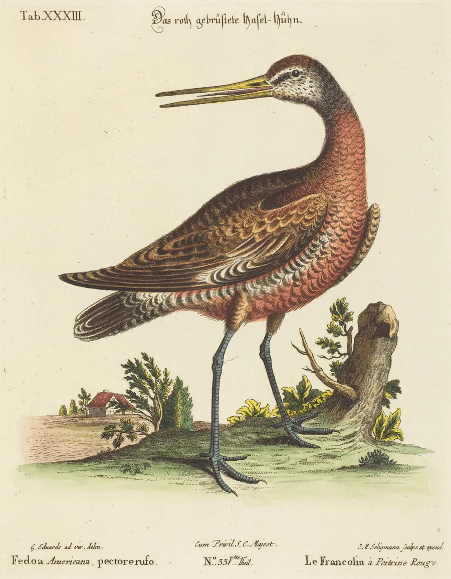 Fedoa Americana, pectore ruso by Johann Michael Seligmann