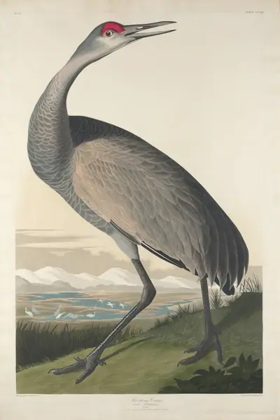 Hooping Crane