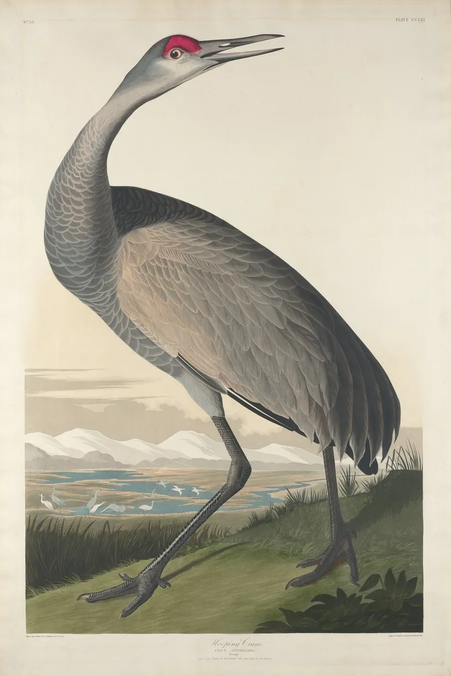 Hooping Crane by Robert Havell, Jr.