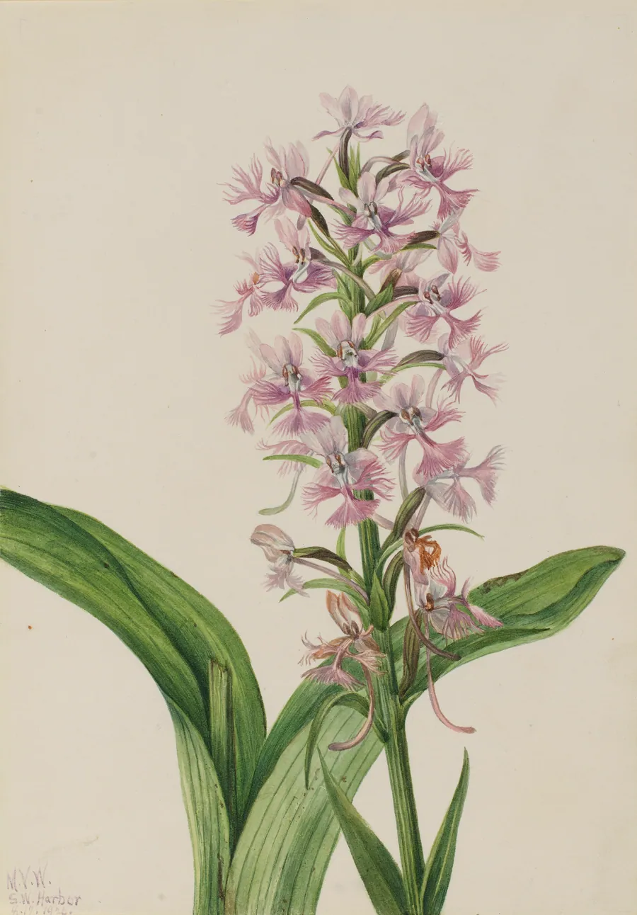 Large Purple Fringe-Orchid (Habenaria grandiflora) by Mary Vaux Walcott, born Philadelphia, PA 1860-died St. Andrews, New Brunswick, Canada 1940