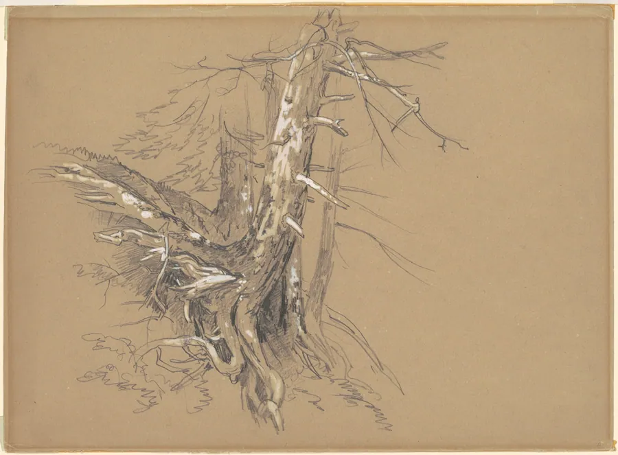 Tree Trunks by David Johnson