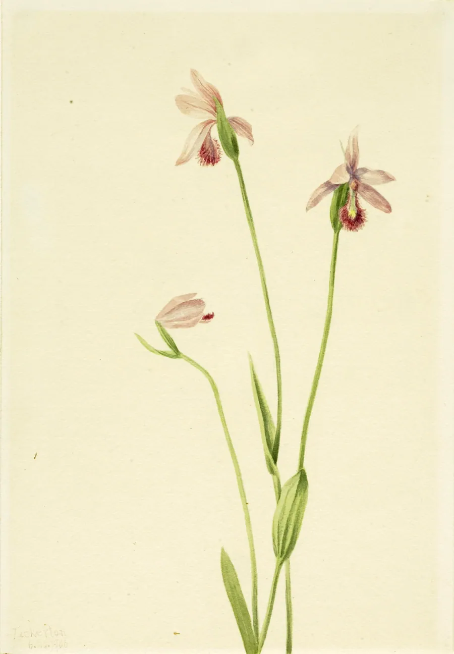 Rose Pogonia (Pogonia ophioglossoides) by Mary Vaux Walcott, born Philadelphia, PA 1860-died St. Andrews, New Brunswick, Canada 1940