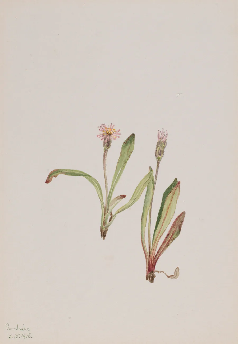 False Dandelion (Agoseris carnea) by Mary Vaux Walcott, born Philadelphia, PA 1860-died St. Andrews, New Brunswick, Canada 1940