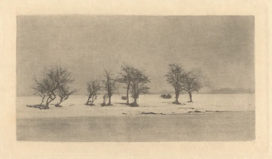 Gnarled-Thorn Trees by Peter Henry Emerson