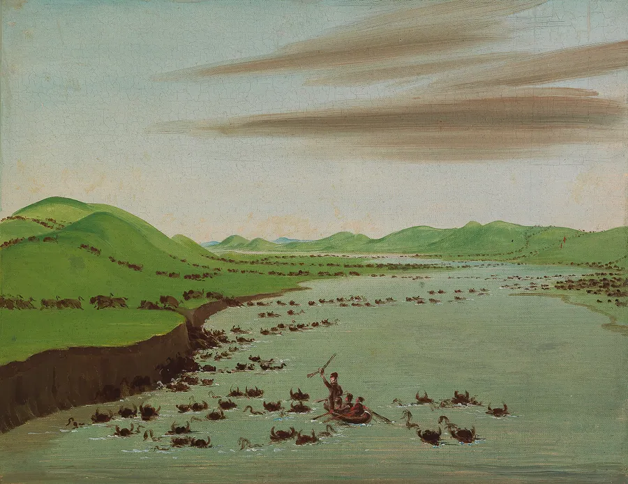 Buffalo Herds Crossing the Upper Missouri by George Catlin, born Wilkes-Barre, PA 1796-died Jersey City, NJ 1872