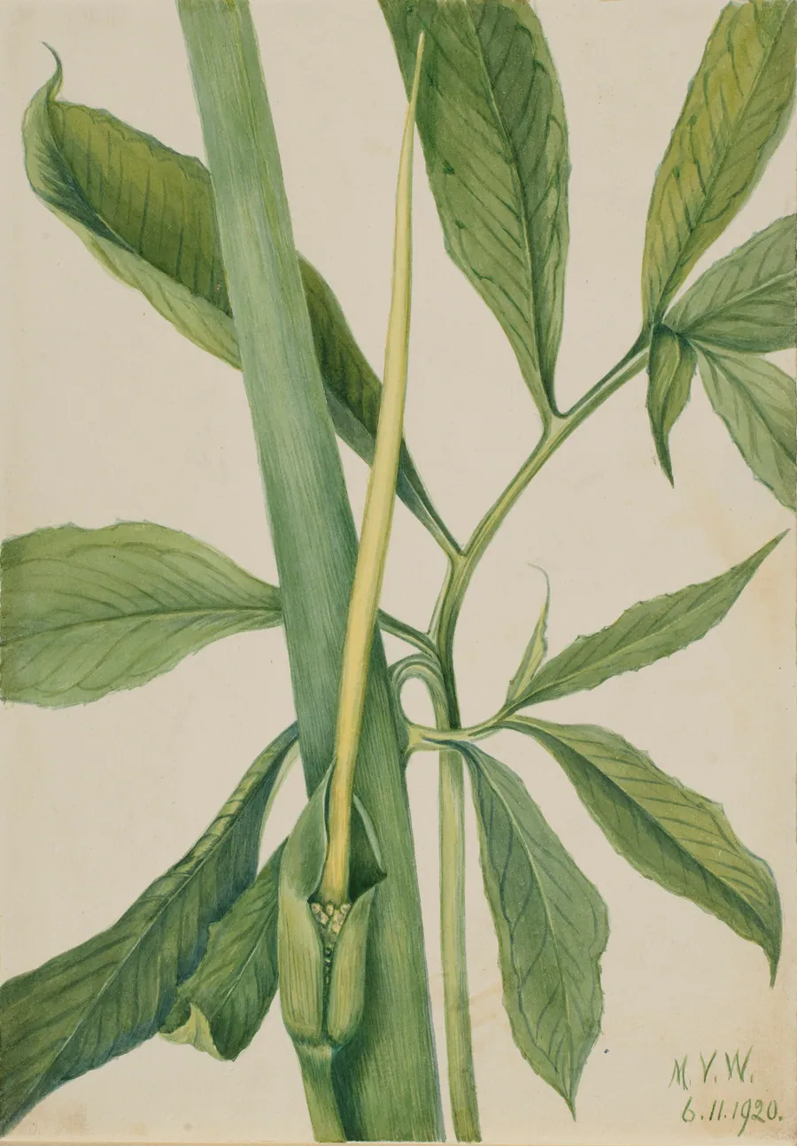 Greendragon (Arisaema dracontium) by Mary Vaux Walcott, born Philadelphia, PA 1860-died St. Andrews, New Brunswick, Canada 1940
