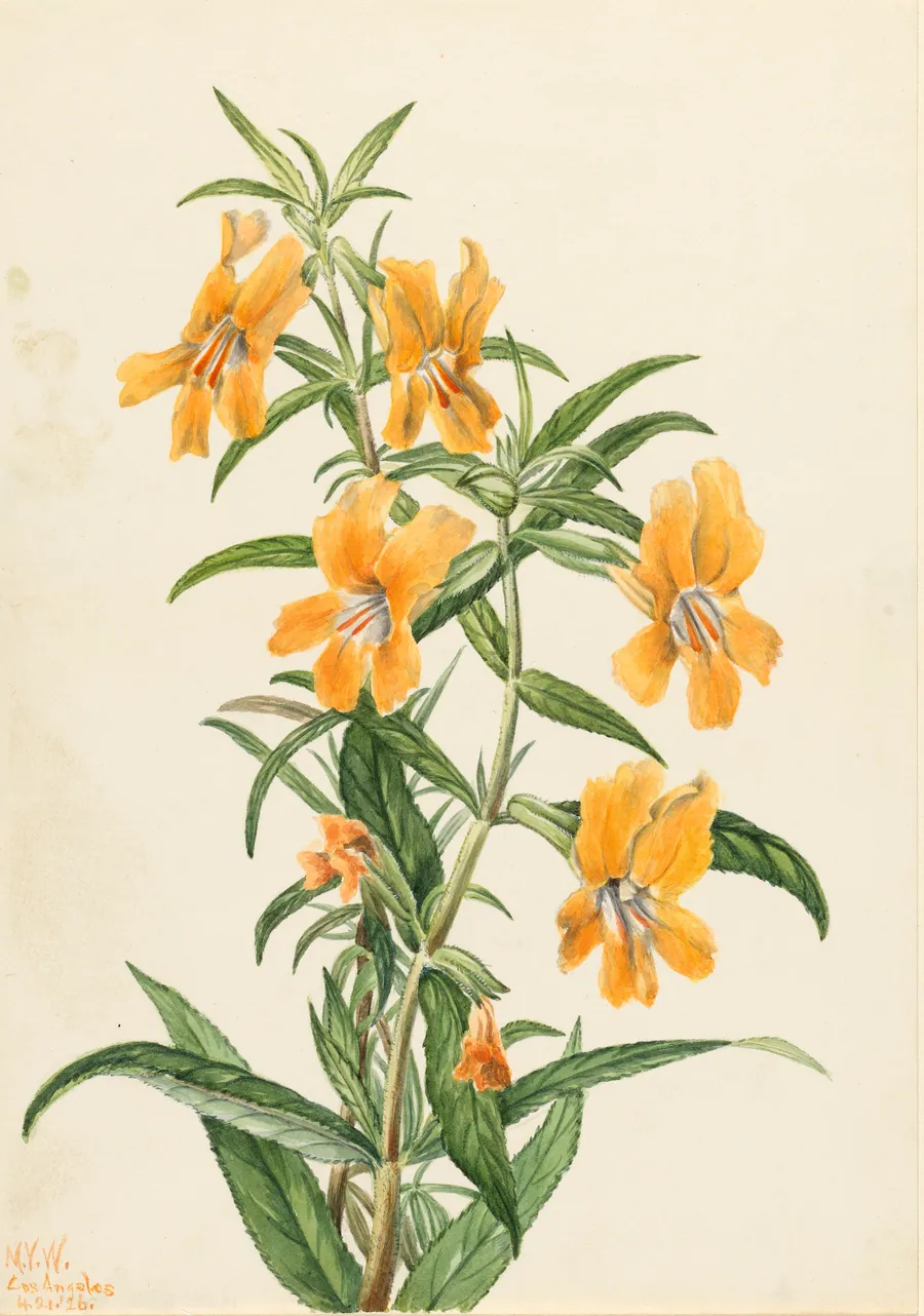 Buff Monkeyflower (Diplacus longiflorus) by Mary Vaux Walcott, born Philadelphia, PA 1860-died St. Andrews, New Brunswick, Canada 1940