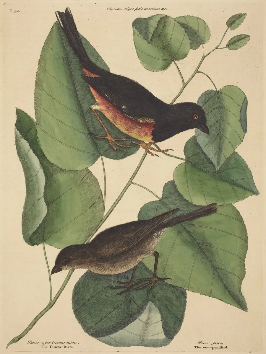 The Towhe Bird (Fringilla erythrophthalma) by Mark Catesby