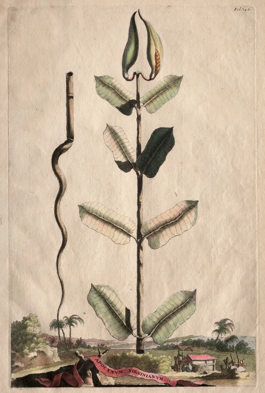 Phytographia Curiosa:  Apocynum Virginianum by Abraham Munting