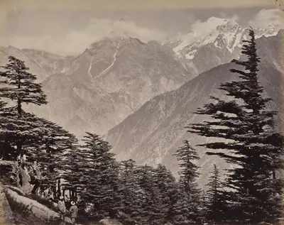 The Upper Himmalayahs. View Near China Mountains. Deoders in the Foreground
