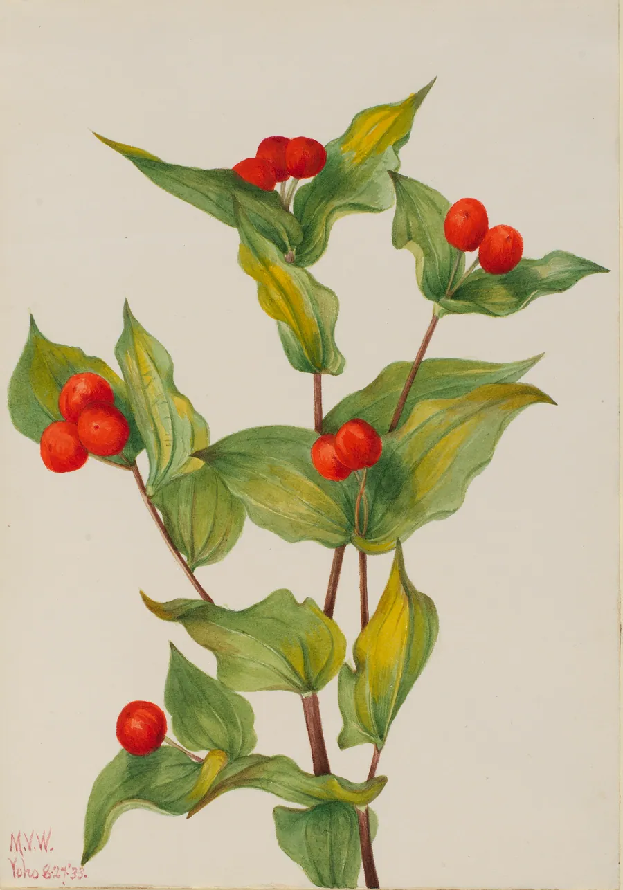 Fairy-bells (Disporum hookeri) by Mary Vaux Walcott, born Philadelphia, PA 1860-died St. Andrews, New Brunswick, Canada 1940