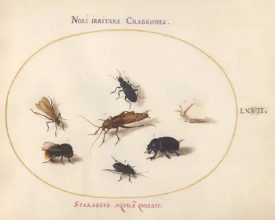 Plate 67: Seven Insects, Including a White Butterfly and a Bee