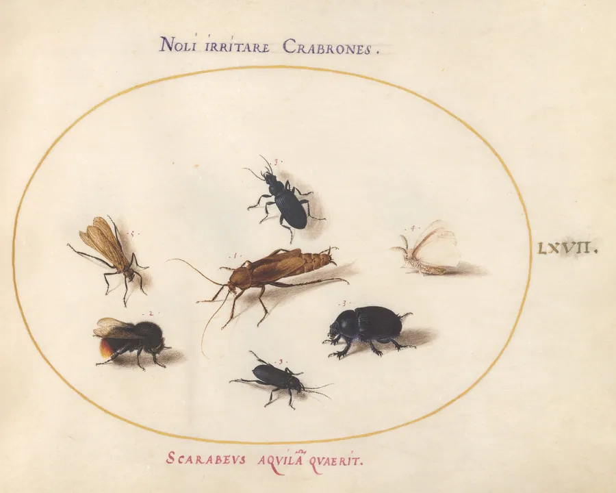 Plate 67: Seven Insects, Including a White Butterfly and a Bee by Joris Hoefnagel