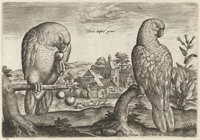 Two Grey Red-Tailed Parrots