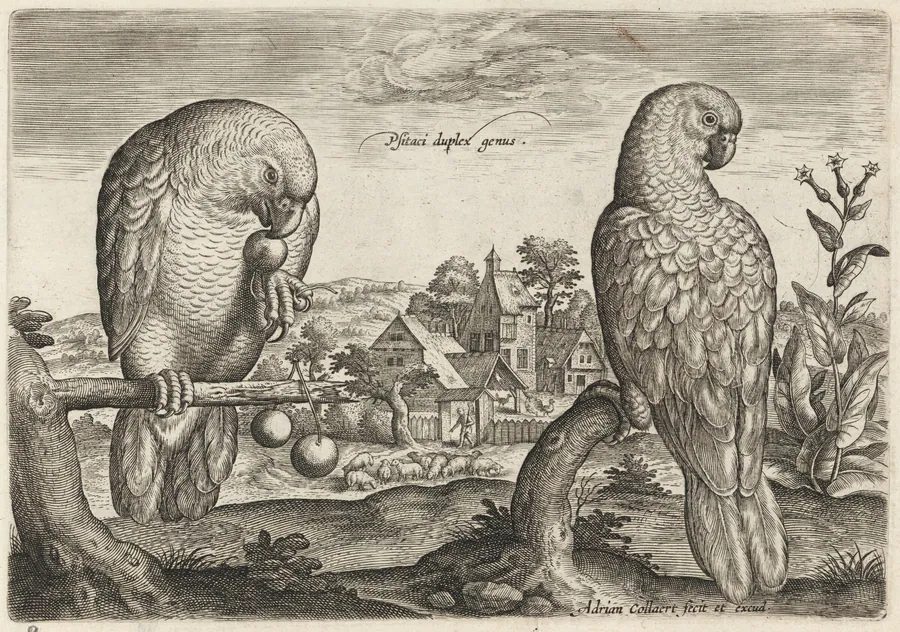 Two Grey Red-Tailed Parrots by Adriaen Collaert