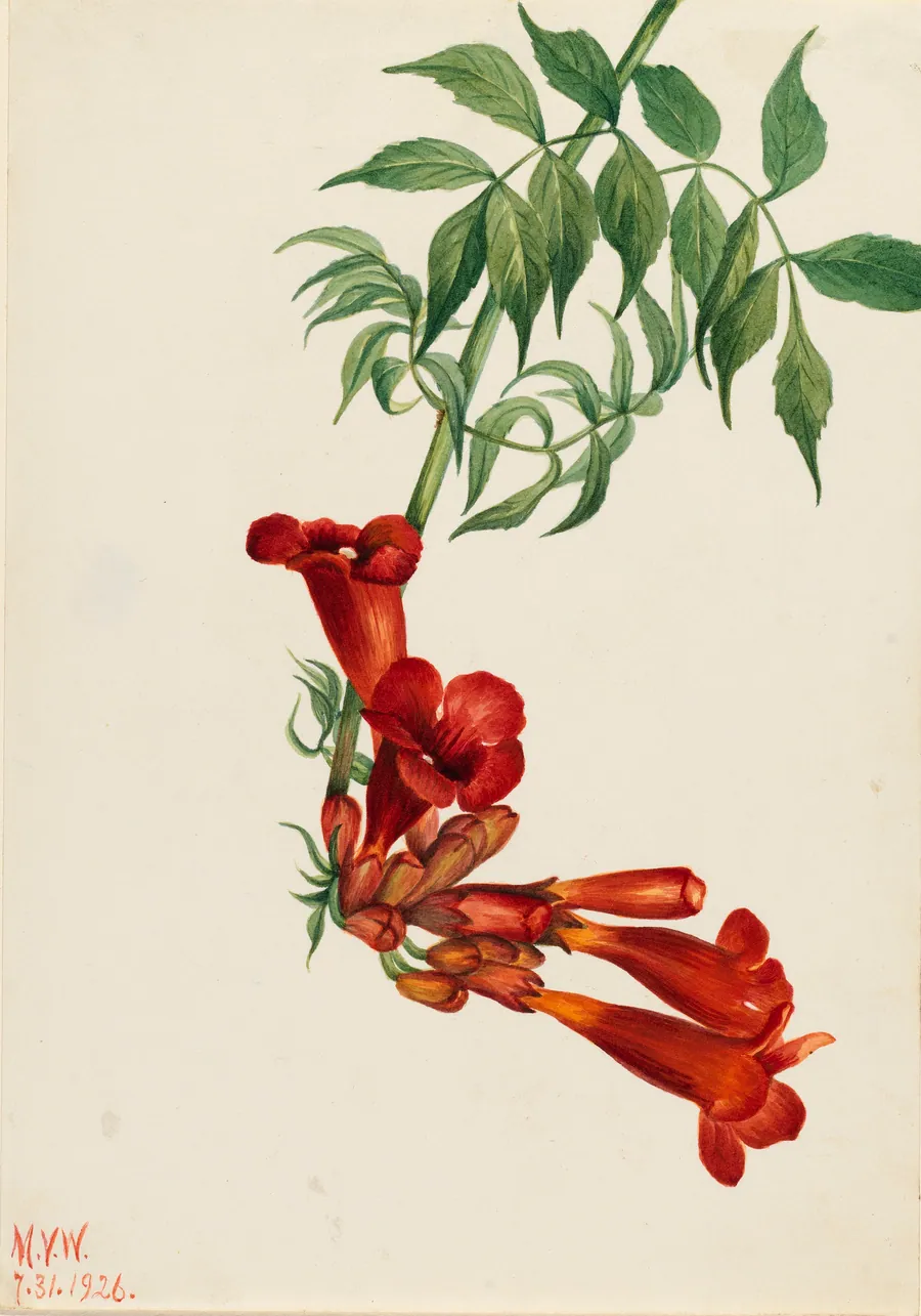Trumpet Creeper (Bignonia radicans) by Mary Vaux Walcott, born Philadelphia, PA 1860-died St. Andrews, New Brunswick, Canada 1940
