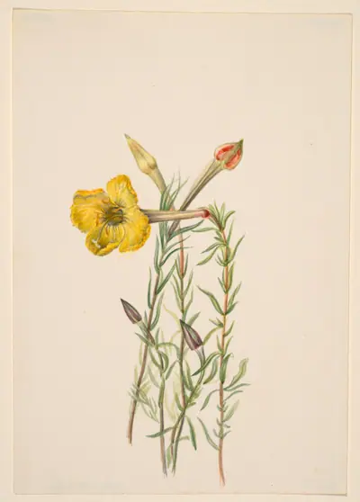 Evening Primrose (Oenothera lavandalaefolia)