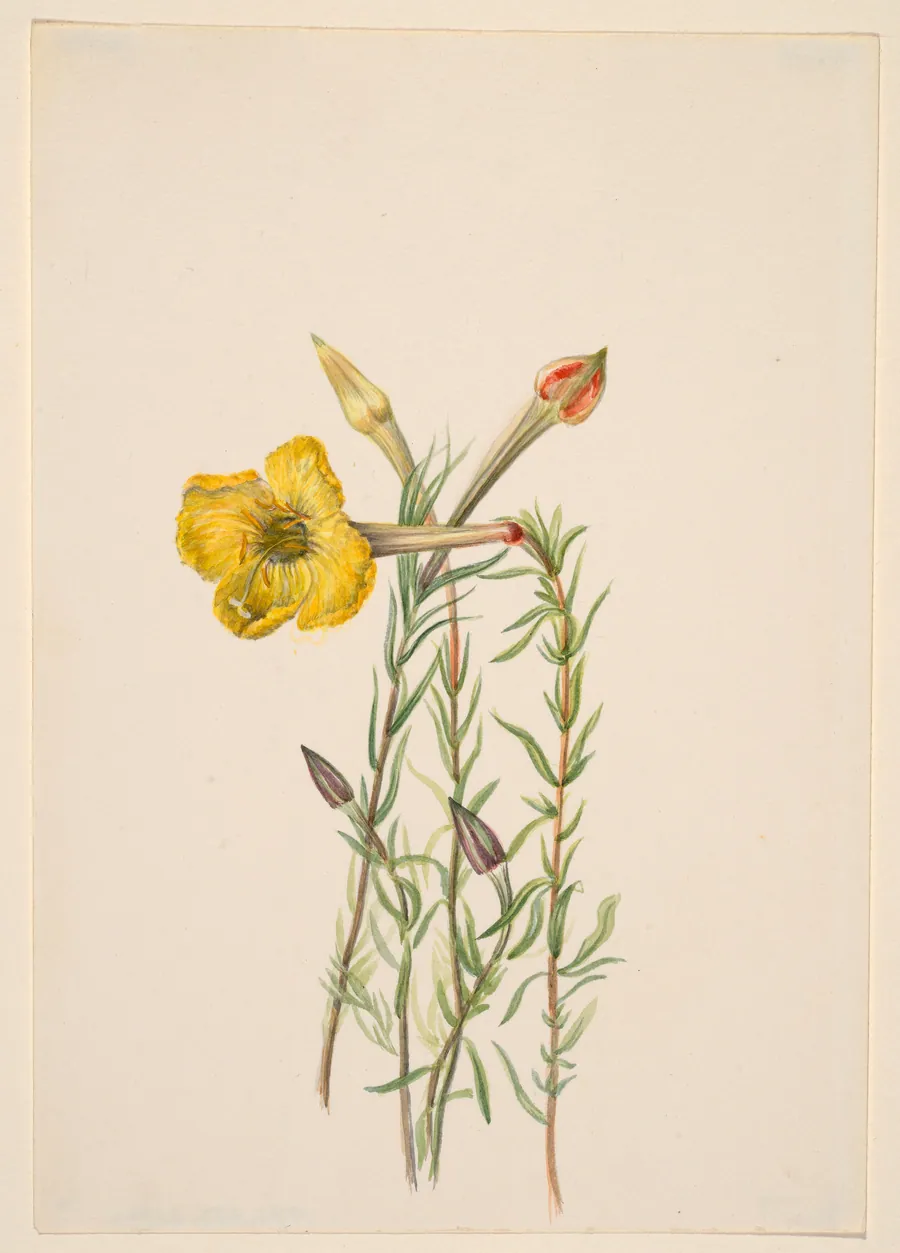 Evening Primrose (Oenothera lavandalaefolia) by Mary Vaux Walcott, born Philadelphia, PA 1860-died St. Andrews, New Brunswick, Canada 1940