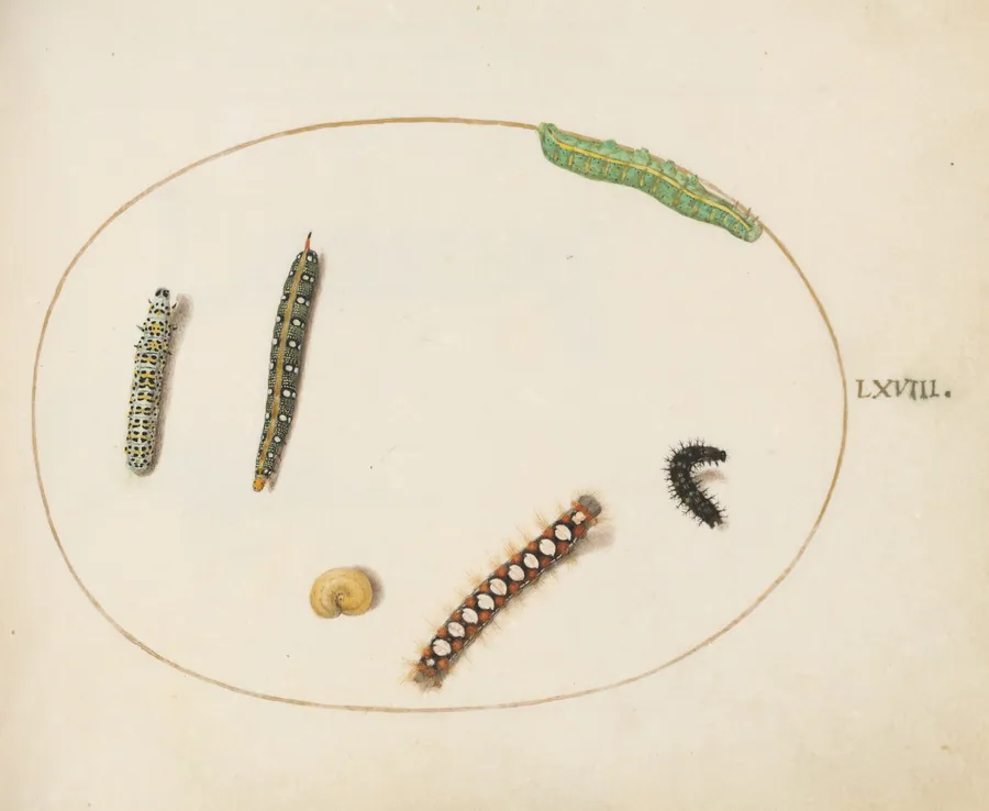 Plate 68: Leafy Spurge Hawkmoth Caterpillar, Mullein Moth Caterpillar, and Other Caterpillars by Joris Hoefnagel