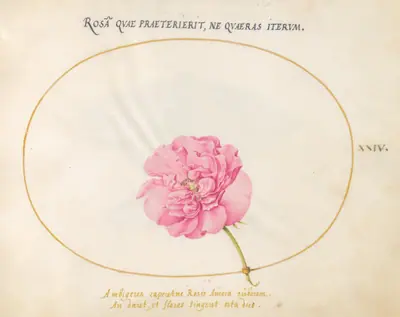 Plate 24: Pink Rose