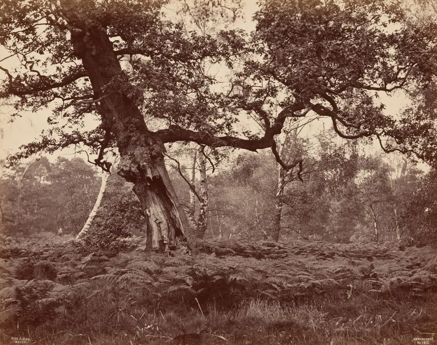 Tree Study by A.W. Cox & Son