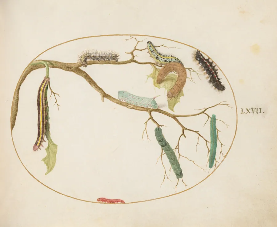 Plate 67: Large White and Small White Butterfly Caterpillars, Hornworm Caterpillar, Broom Moth Caterpillar, and Others by Joris Hoefnagel