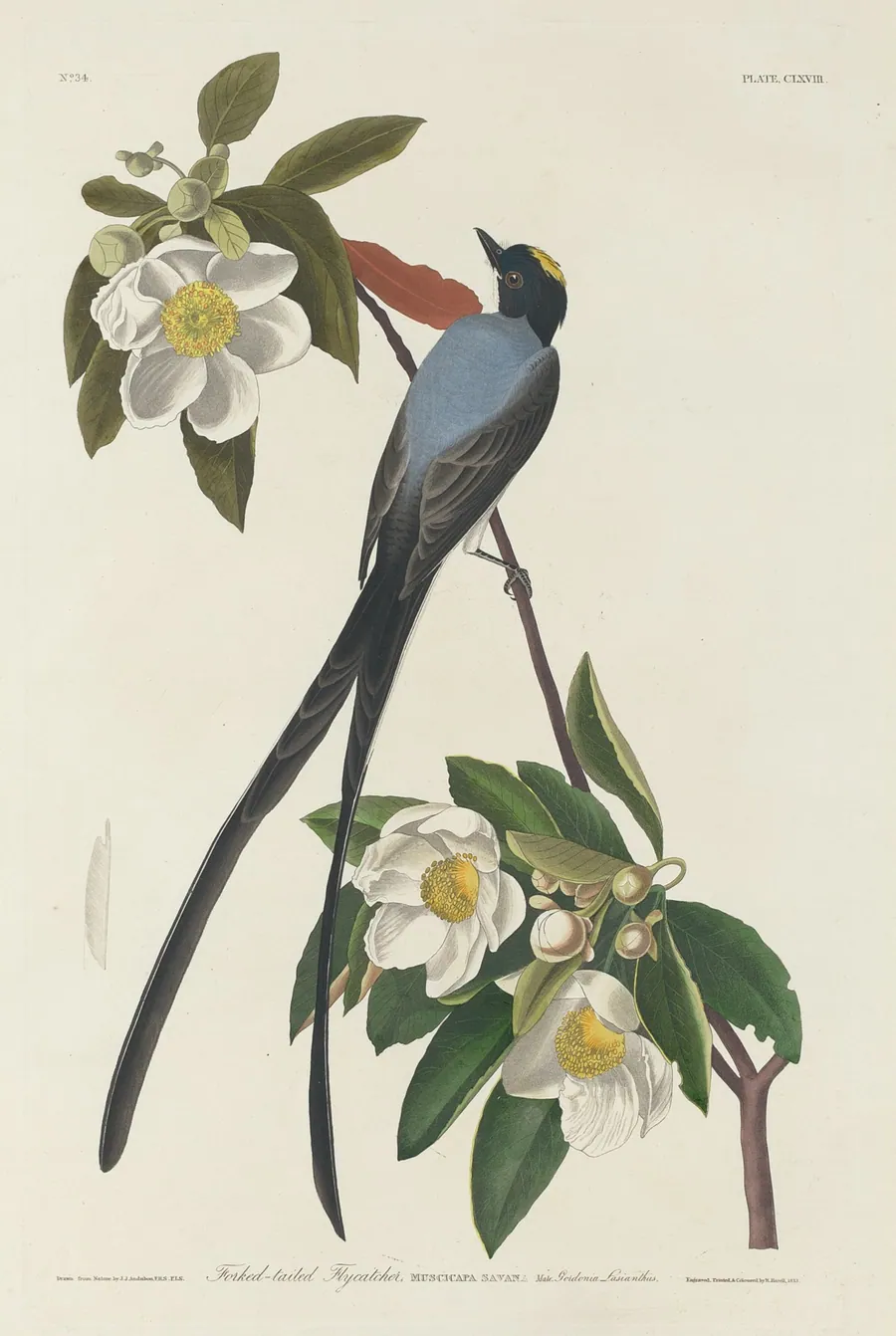 Forked-tail Flycatcher by Robert Havell, Jr.