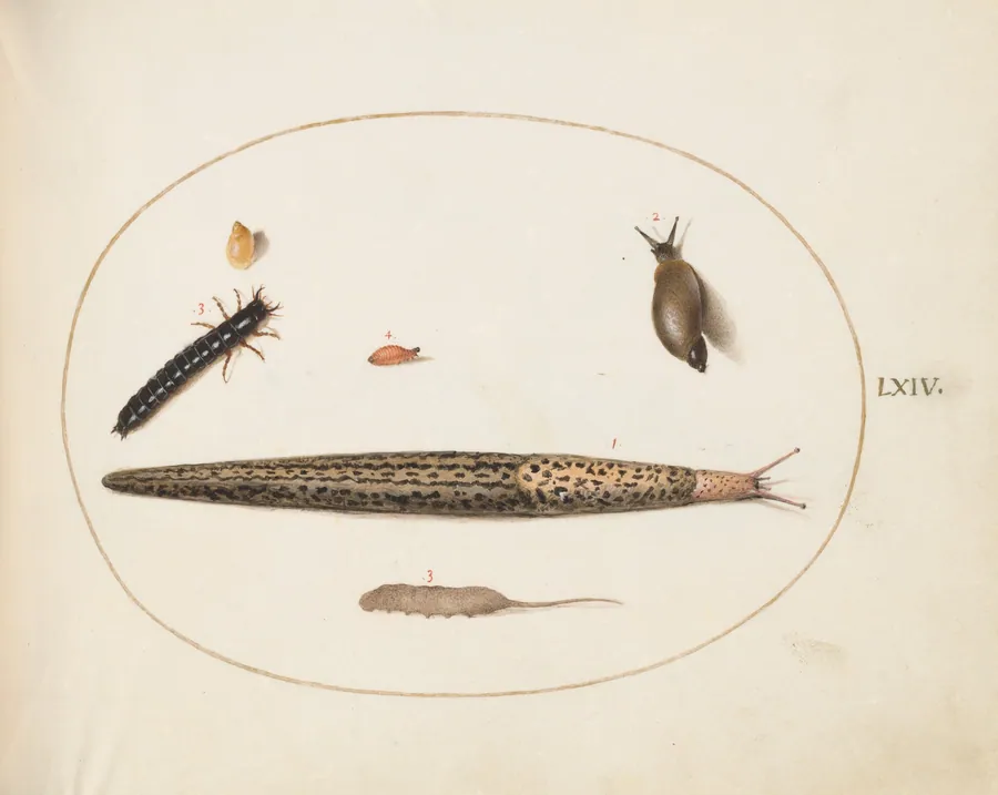 Plate 64: Leopard Slug, Ground Beetle Larva, a Rat-tailed Maggot, and Other Creatures by Joris Hoefnagel