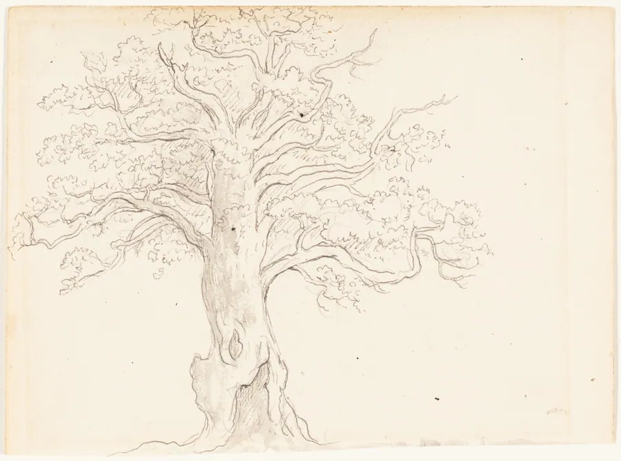 An Oak Tree by John Glover