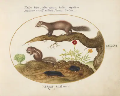Plate 46: Stone Marten, Chipmunk, and Moles with a Marigold and Lettuce